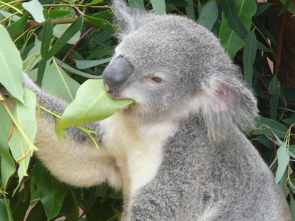 Koala Bears General Education